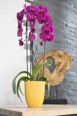 Miniature 4