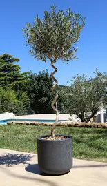 Miniature 3