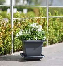Miniature 3
