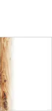 sigel Design-Papier "Oak", DIN A5, 90 g/qm