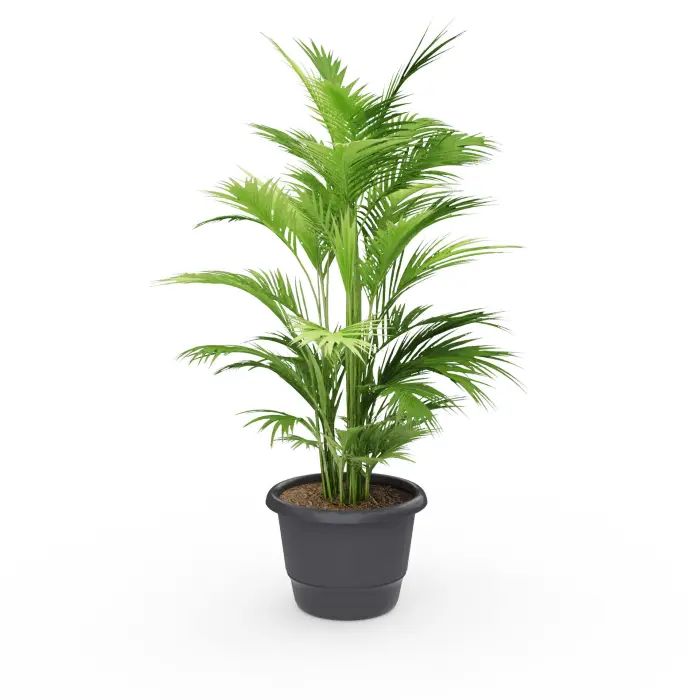 Plante artificielle en pot H. 30 cm ABS gris anthracite areca surfacage en copeaux de bois